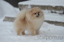 Померанский шпиц CR Chase Your Dreams