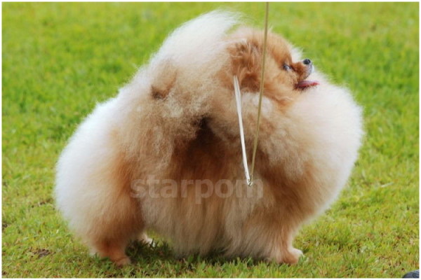 Pomeranian Starfire's Poison 3