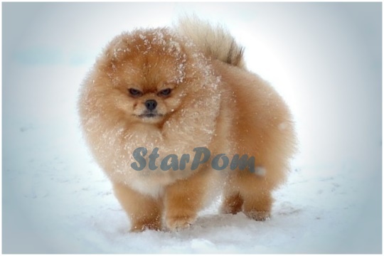 ����������� ���� Bugsy Pomeranian