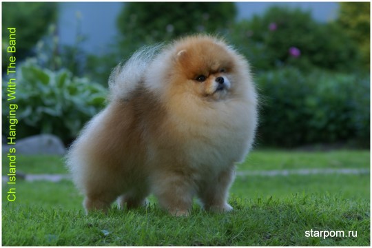 ����������� ���� Bugsy Pomeranian