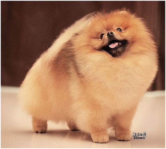 ����������� ���� Keeper Pomeranian
