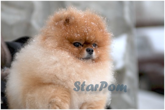 ����������� ���� Richard Pomeranian