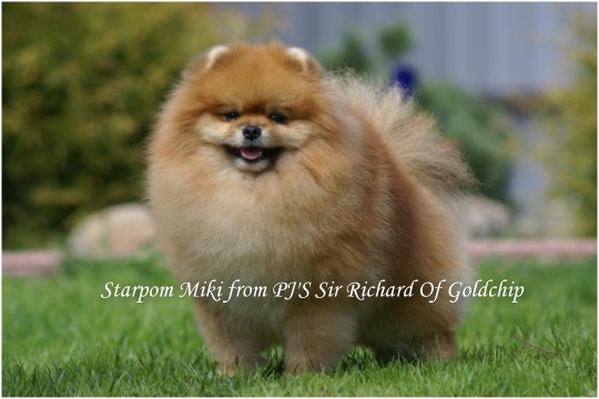 ����������� ���� ������� ���� Pomeranian