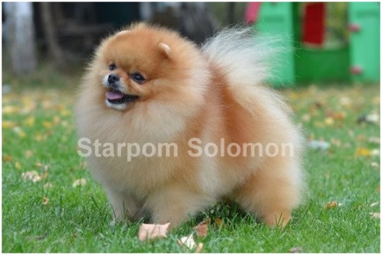 ����������� ���� ������� ���� Pomeranian