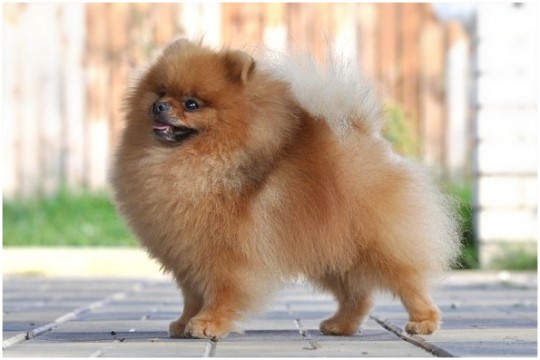 ����������� ���� Starfire's Napoleon