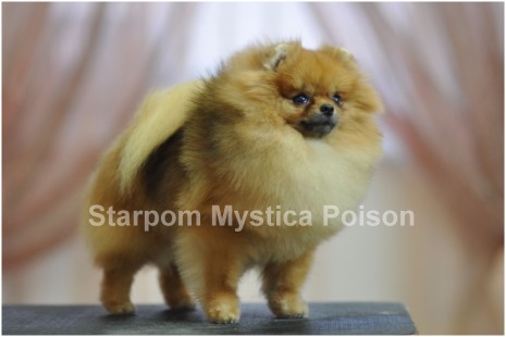 ����������� ���� Starpom Dar Koshi