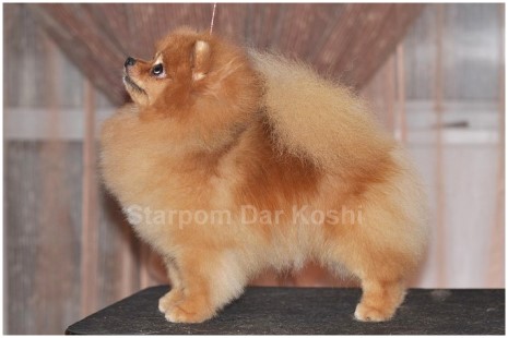 ����������� ���� Starpom Dar Koshi