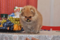 ����� ������������ ����� �� Bugsy, photo puppies pomeranian