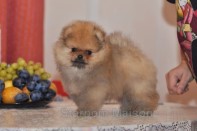 ����� ������������ ����� �� Bugsy, photo puppies pomeranian