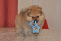 ����� ������������ ����� �� Bugsy, photo puppies pomeranian