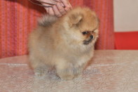 ����� ������������ ����� �� Bugsy, photo puppies pomeranian