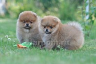 ����� ������������ ����� �� Bugsy, photo puppies pomeranian