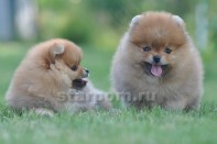 ����� ������������ ����� �� Bugsy, photo puppies pomeranian