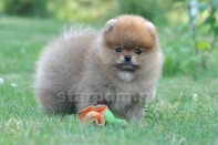 ����� ������������ ����� �� Bugsy, photo puppies pomeranian