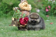 ����� ������������ ����� �� CH Island's Hanging With The Band (DW), photo puppies pomeranian