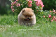 ����� ������������ ����� �� CH Island's Hanging With The Band (DW), photo puppies pomeranian