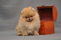 ����� ������������ ����� �� CH Island's Hanging With The Band (DW), photo puppies pomeranian