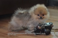 ����� ������������ ����� �� CH Island's Hanging With The Band (DW), photo puppies pomeranian