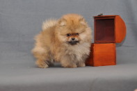 ����� ������������ ����� �� CH Island's Hanging With The Band (DW), photo puppies pomeranian