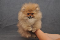 ����� ������������ ����� �� CH Island's Hanging With The Band (DW), photo puppies pomeranian