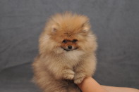 ����� ������������ ����� �� CH Island's Hanging With The Band (DW), photo puppies pomeranian