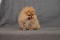 ����� ������������ ����� �� CH Island's Hanging With The Band (DW), photo puppies pomeranian
