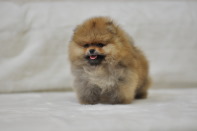 ����� ������������ ����� �� CH Island's Hanging With The Band (DW), photo puppies pomeranian