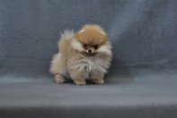 ����� ������������ ����� �� CH Island's Hanging With The Band (DW), photo puppies pomeranian
