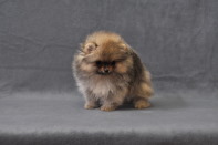 ����� ������������ ����� �� CH Island's Hanging With The Band (DW), photo puppies pomeranian