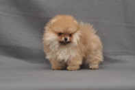 ����� ������������ ����� �� CH Island's Hanging With The Band (DW), photo puppies pomeranian