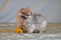 ����� ������������ ����� �� CH Island's Hanging With The Band (DW), photo puppies pomeranian