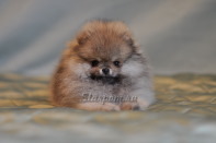 ����� ������������ ����� �� CH Island's Hanging With The Band (DW), photo puppies pomeranian