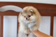 ����� ������������ ����� �� CH Island's Hanging With The Band (DW), photo puppies pomeranian