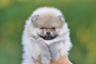 ����� ������������ ����� �� CH Island's Hanging With The Band (DW), photo puppies pomeranian