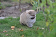 ����� ������������ ����� �� CH Island's Hanging With The Band (DW), photo puppies pomeranian
