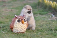 ����� ������������ ����� �� CH Island's Hanging With The Band (DW), photo puppies pomeranian