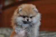����� ������������ ����� �� CH Island's Hanging With The Band (DW), photo puppies pomeranian