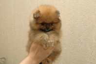 ����� ������������ ����� �� Bugsy, photo puppies pomeranian
