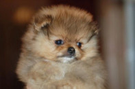 ����� ������������ ����� �� Bugsy, photo puppies pomeranian