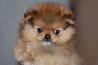 ����� ������������ ����� �� Bugsy, photo puppies pomeranian