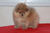 ����� ������������ ����� �� Bugsy, photo puppies pomeranian