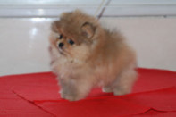 ����� ������������ ����� �� Bugsy, photo puppies pomeranian
