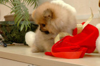 ����� ������������ ����� �� Bugsy, photo puppies pomeranian