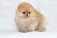 ����� ������������ ����� �� Bugsy, photo puppies pomeranian