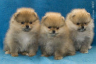 ����� ������������ ����� �� Bugsy, photo puppies pomeranian