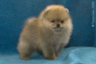 ����� ������������ ����� �� Bugsy, photo puppies pomeranian