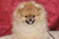 ����� ������������ ����� �� Bugsy, photo puppies pomeranian
