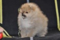 ����� ������������ ����� �� Bugsy, photo puppies pomeranian