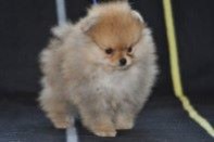����� ������������ ����� �� Bugsy, photo puppies pomeranian