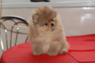 ����� ������������ ����� �� Bugsy, photo puppies pomeranian